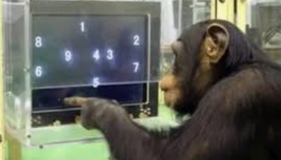 Как ни тыкай - банан не покажет